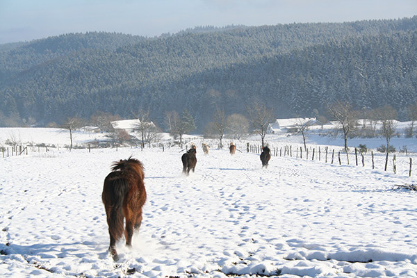 Pferde im Schnee