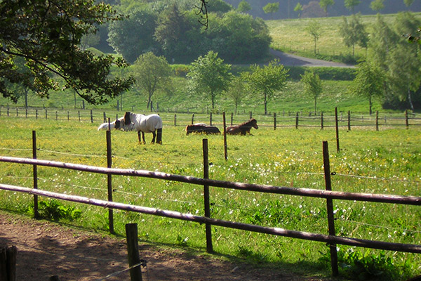 Sommerweide