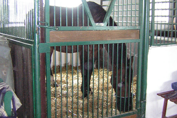 Box mit Stroheinstreu